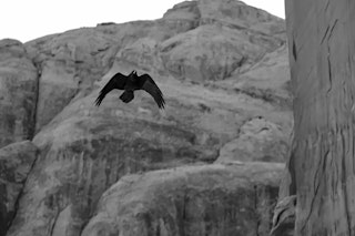 用途別のおすすめ：Z5とZ5IIは“撮りたいもの”で変わる