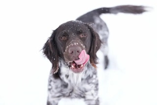 Sony FE 70-200mm F2.8 GM OSS II(SEL70200GM2)のAF性能レビュー（動体・追従）