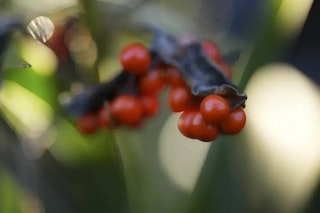 SONY FE 100mm F2.8 Macro GM OSSの画質評価
