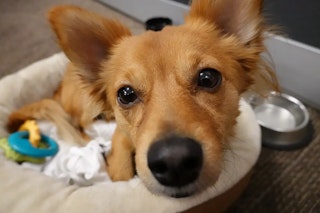 サイバーショット RX100 VIIのAF性能と連写のレビュー