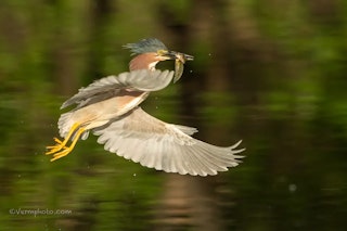 Nikon D4SのAF性能（Group-area AF）のレビュー