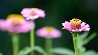 NIKKOR Z 135mm f/1.8 S Plenaの画質評価(解像・ボケ)