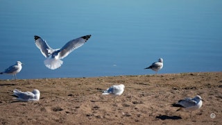 TAMRON 25-200mm F/2.8-5.6 Di III VXD G2のAF性能