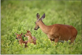 EF 600mm F4L IS III USMのデザインと操作性のレビュー