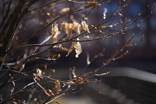 Sony FE 50mm F1.4 GM SEL50F14GMのボケ味・収差・逆光耐性
