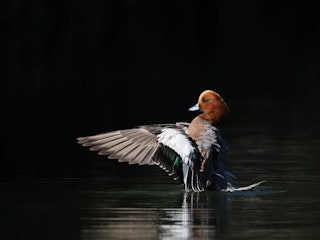 OM-1の強み：1053点と被写体認識の改善がテンポを作る