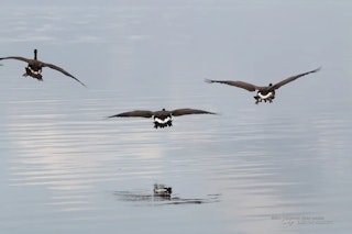 Canon EF-S55-250mm F4-5.6 IS STMの近接撮影・実写シーン別レビュー