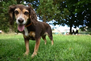 AFの比較：違いが出るのは測距点より、追従と認識の世代差