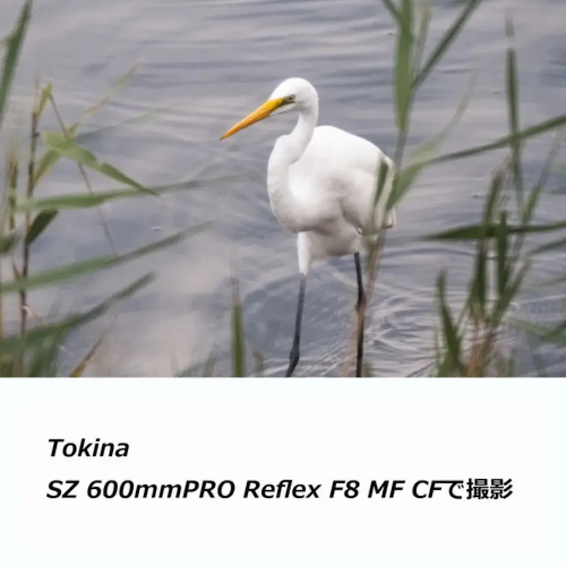 SZ 600mm PRO Reflex F8 MF CF ソニーE用の新品/中古の在庫一覧 3枚目