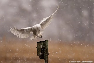 Nikon D4の画質評価(高感度・階調)