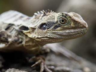 M.ZUIKO DIGITAL ED 12-100mm F4.0 IS PROのAF性能レビュー(静止画・動画)