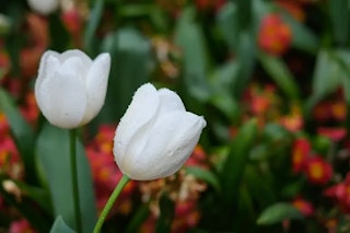 フジノンレンズ XF35mmF1.4 Rのボケと「味わい」レビュー