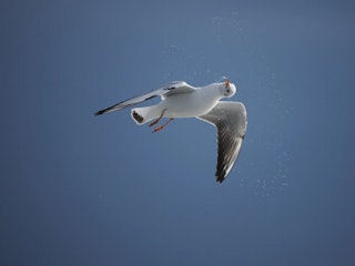 野鳥・スポーツ・乗り物など動体中心：基本はOM-1