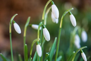 Fujifilm フジノンレンズ XF16-55mmF2.8 R LM WR IIのAF性能と近接撮影のレビュー