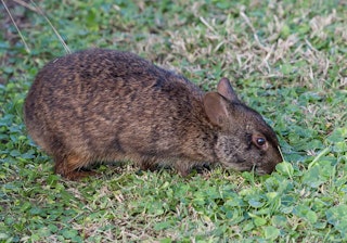Canon EF 100-400mm F4.5-5.6L IS USMのAF性能レビュー