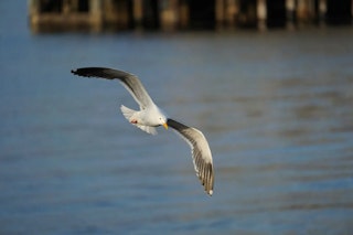 Sony α7 III ILCE-7M3のAF性能レビュー（追従・瞳AF・低照度）