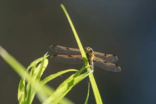 Nikon D780の連写・シャッターまわりのレビュー