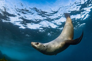 Nikon Z9のAF性能と連写のレビュー