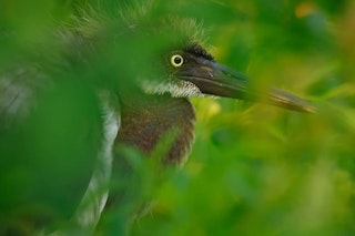 Canon R7の画質評価（解像・色・高感度）