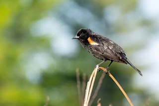 PENTAX K-3 Mark IIIの連写性能と手ブレ補正のレビュー