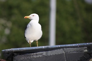 Canon RF75-300mm F4-5.6のAF性能のレビュー