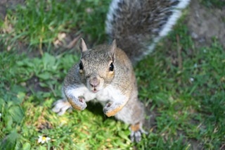 AF・測光の比較｜同じ51点でも強みが少し違う