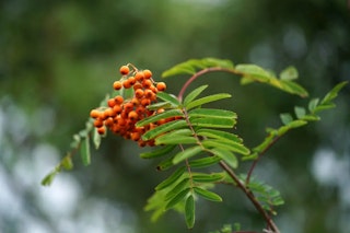 SONY FE 90mm F2.8 Macro G OSS SEL90M28Gのボケ・色再現のレビュー