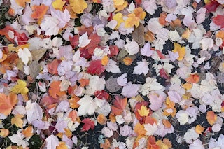 画質（解像・高感度）の比較：3300万画素はどんな人に効く？