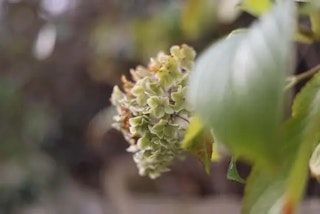 RF 50mm F1.8 STMのボケ味・近接撮影のレビュー