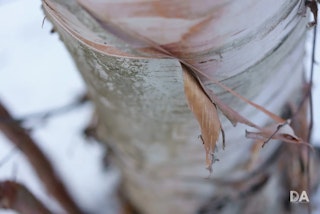 Sony Sonnar T* FE 55mm F1.8 ZAのボケ味レビュー