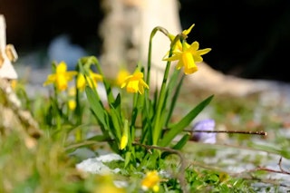 Fujifilm X-H1のAF性能と連写のレビュー