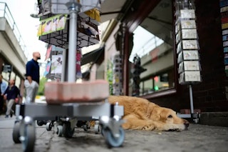 Nikon NIKKOR Z 35mm f/1.8 SのAF・動画性能レビュー
