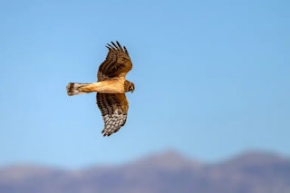 用途別の選び方｜短連写・単写中心ならZ6、動体中心ならZ6II