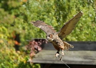 Sony α7R V(ILCE-7RM5)のAF性能のレビュー