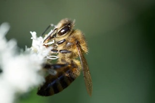 SONY FE 100mm F2.8 Macro GM OSSのマクロ性能