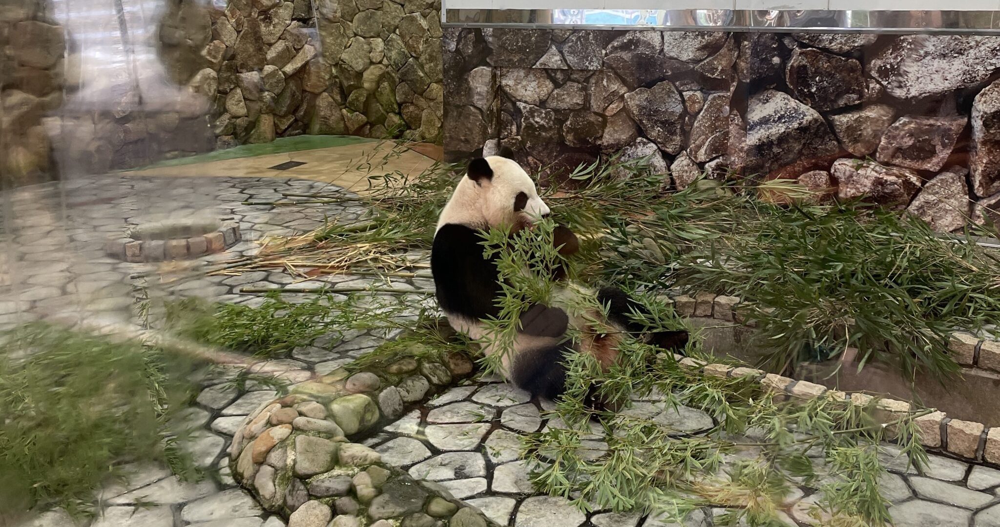 パンダだらけの街南紀白浜でアドベンチャー!和歌山の海の恵みを堪能する白浜観光