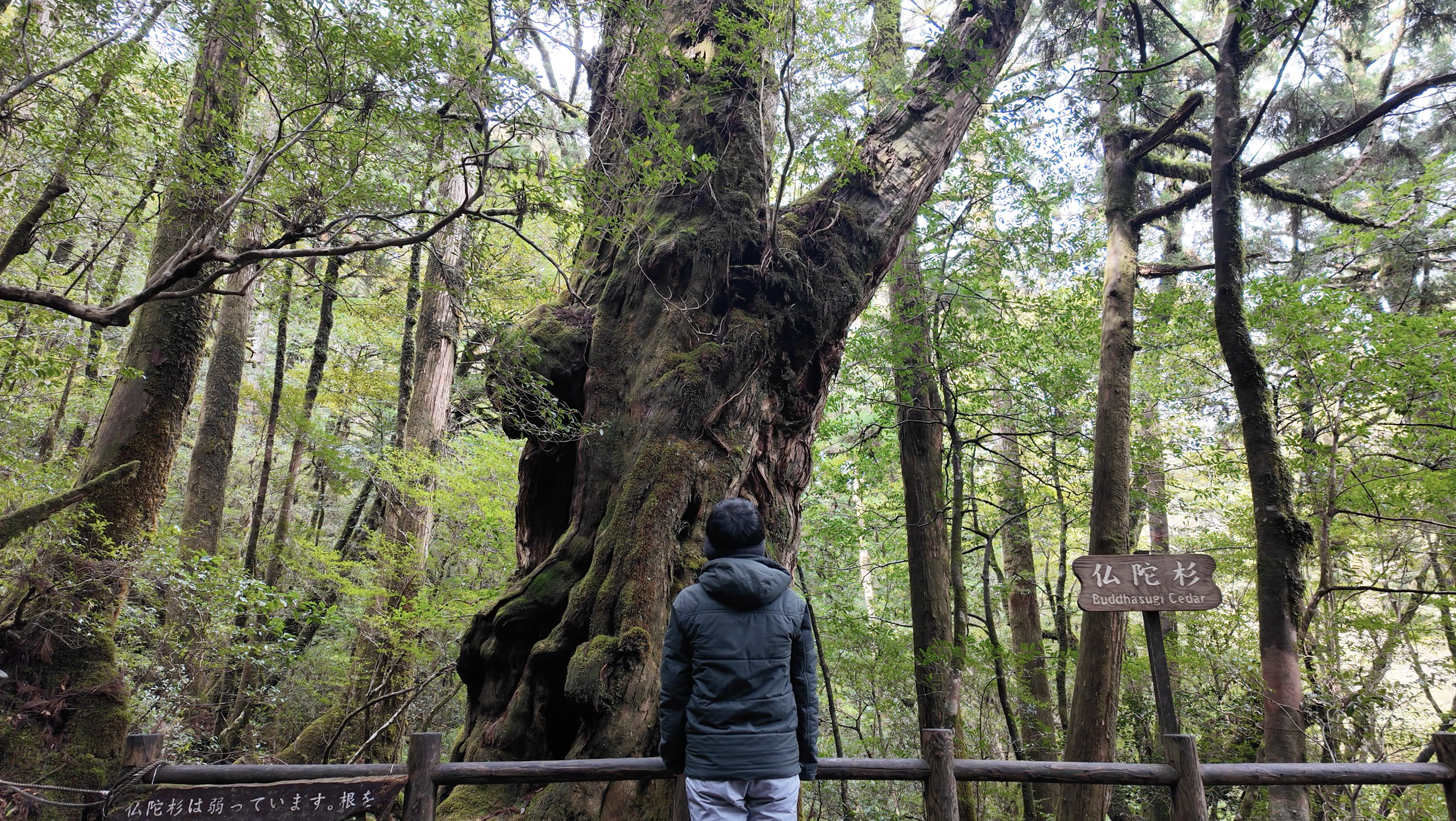 屋久島一人旅で痛感した離島リスクと絶景体験 プロペラ機欠航も含めてリアルに語る三日間