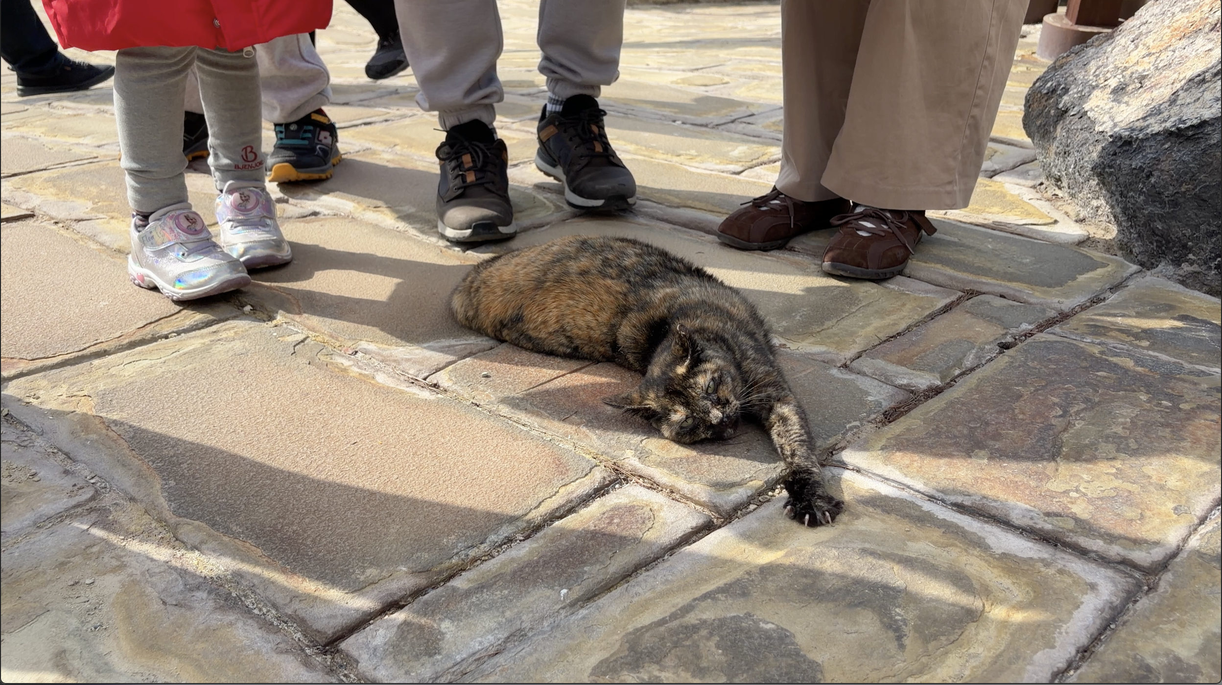 熊本発の島原 レンタサイクルで武家屋敷と島原城 雲仙地獄の猫に会う一人旅