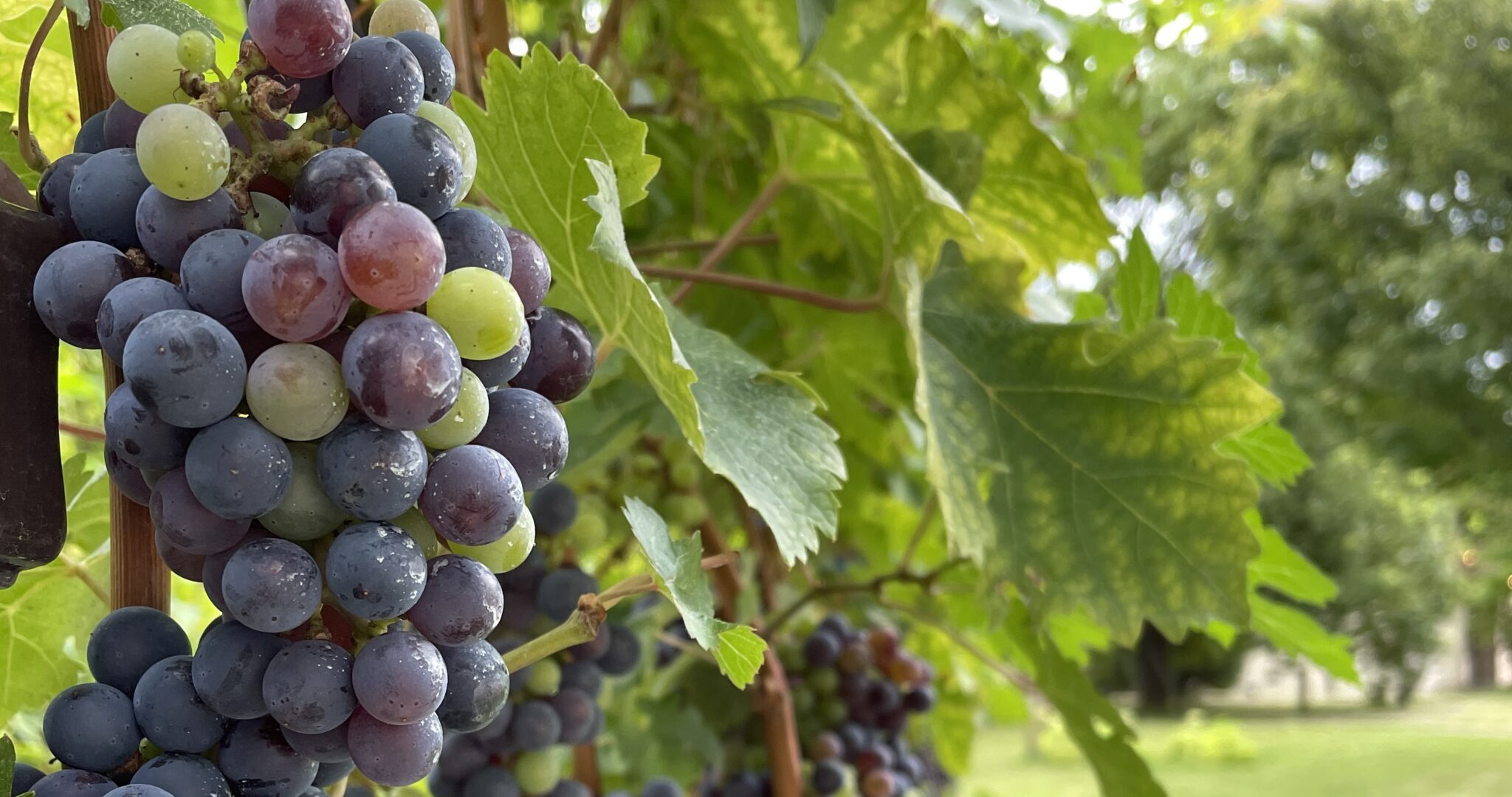 都心から特急列車に乗って90分で行けるぶどう狩りとワイナリー!秋を感じる甲府旅