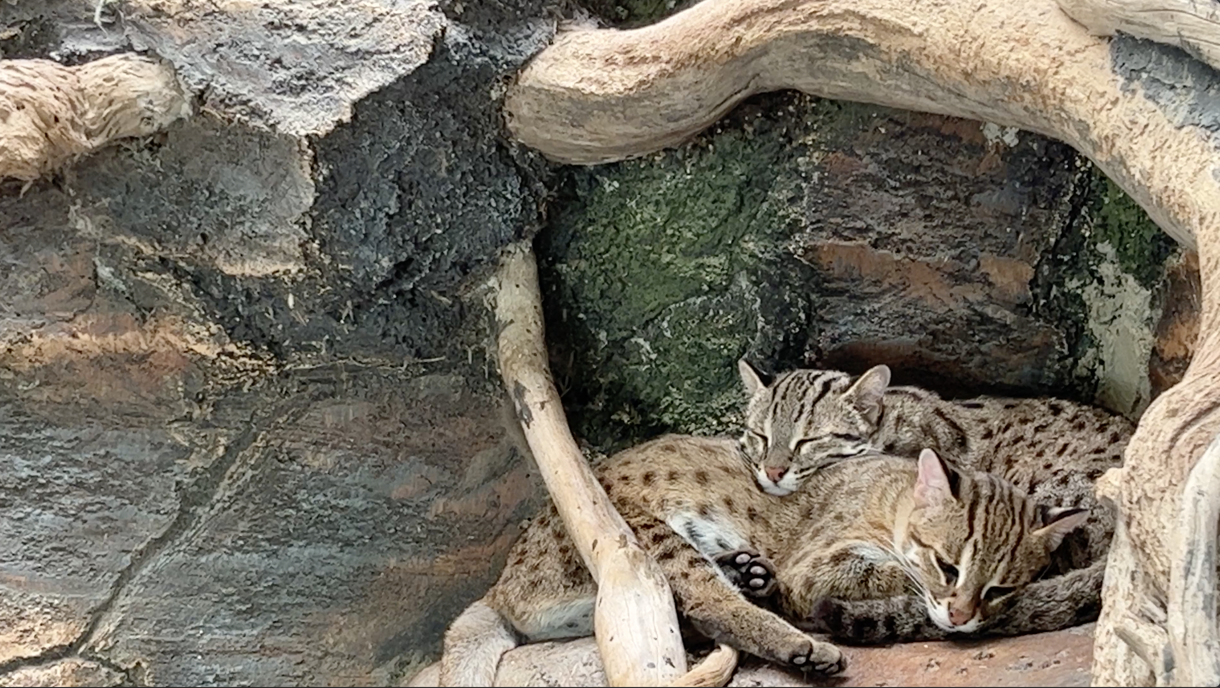 【インドネシア】ジャカルタ発バンドゥン鉄道の旅｜アジア・アフリカ会議博物館から動物園まで