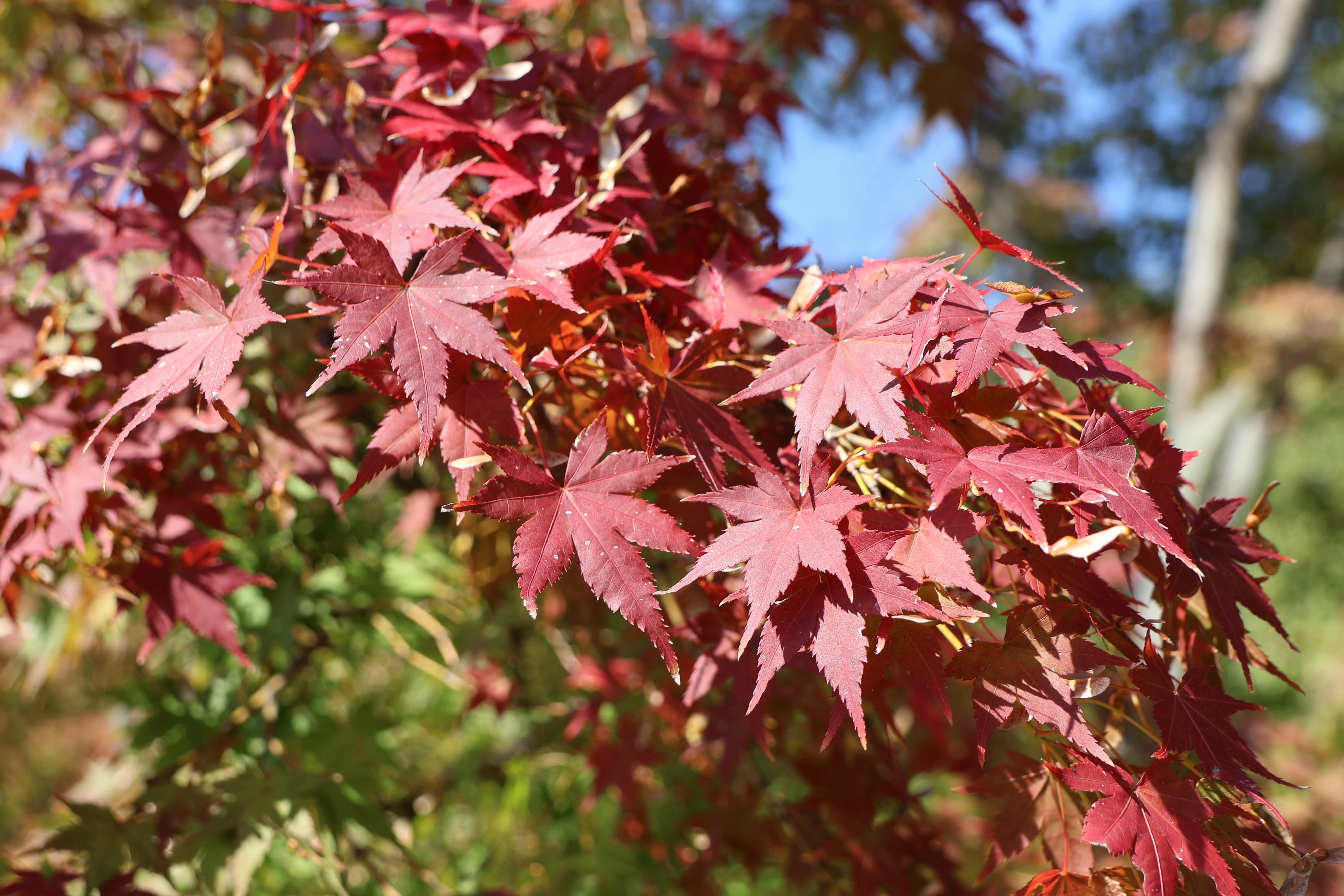 紅葉見ごろ情報のお知らせ | 大仙公園日本庭園