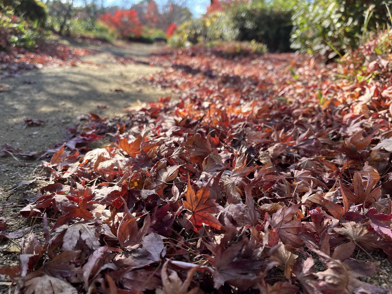 紅葉見ごろ情報のお知らせ | 大仙公園日本庭園