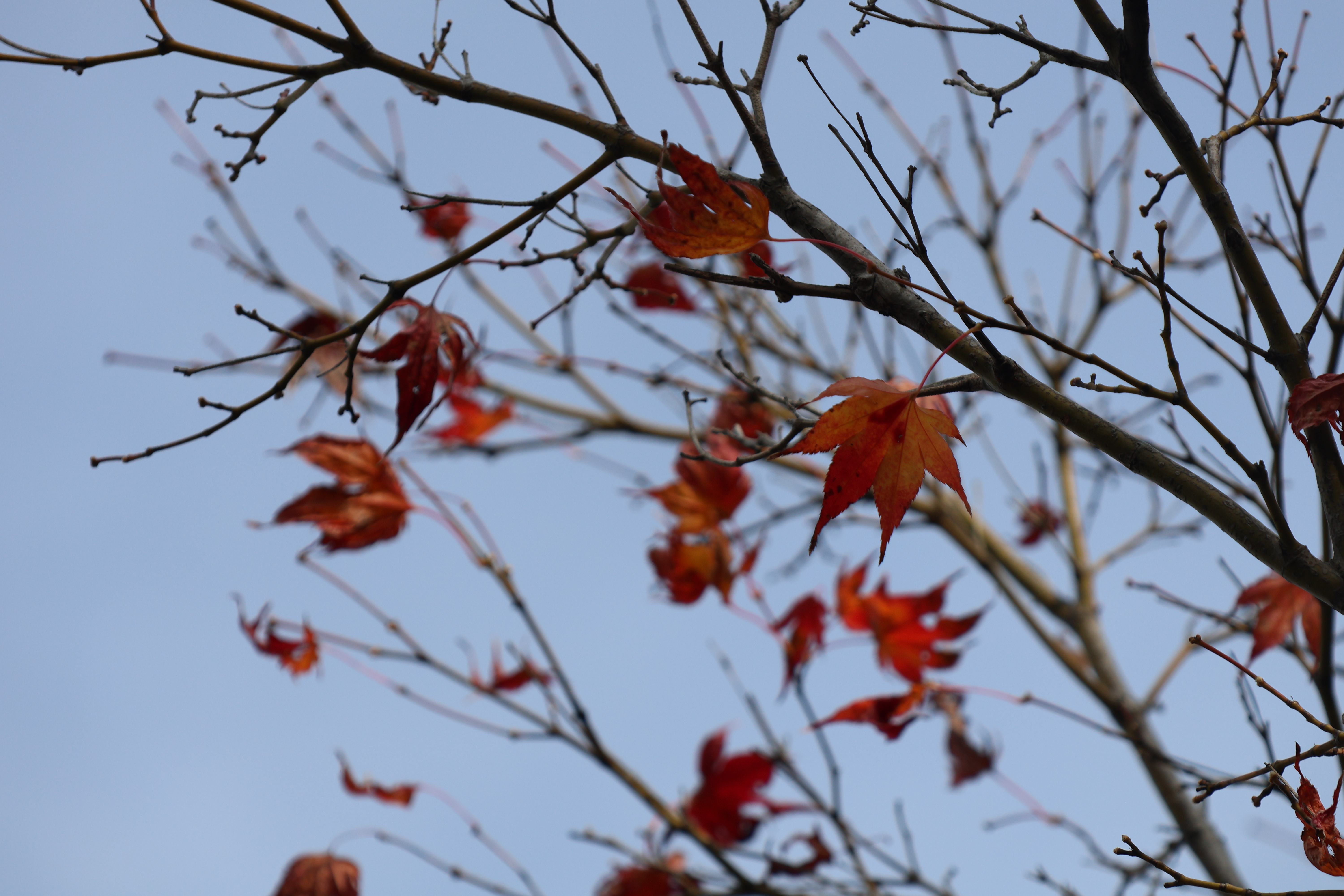 紅葉見ごろ情報のお知らせ | 大仙公園日本庭園
