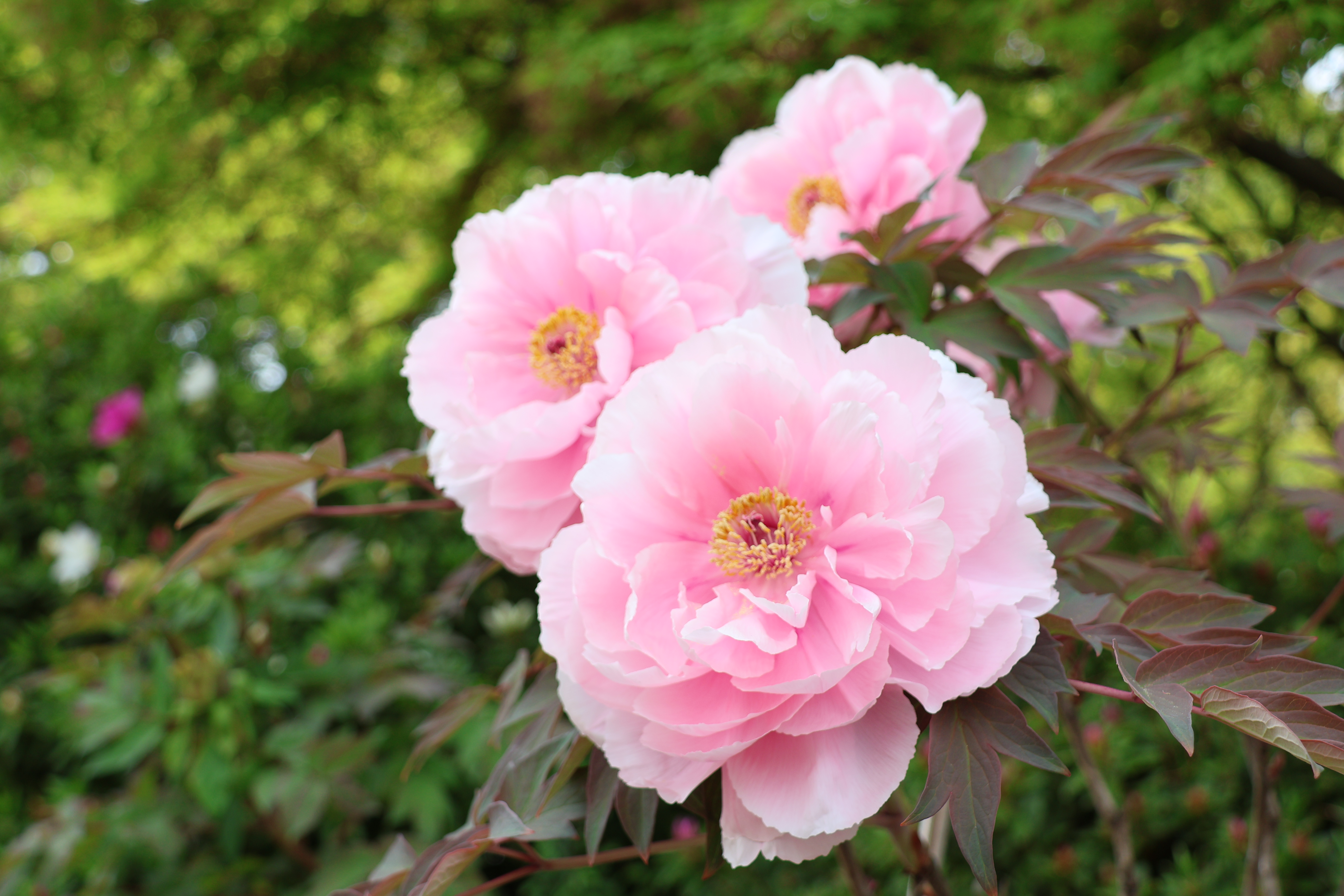 牡丹展 開花状況に関するお知らせ | 大仙公園日本庭園