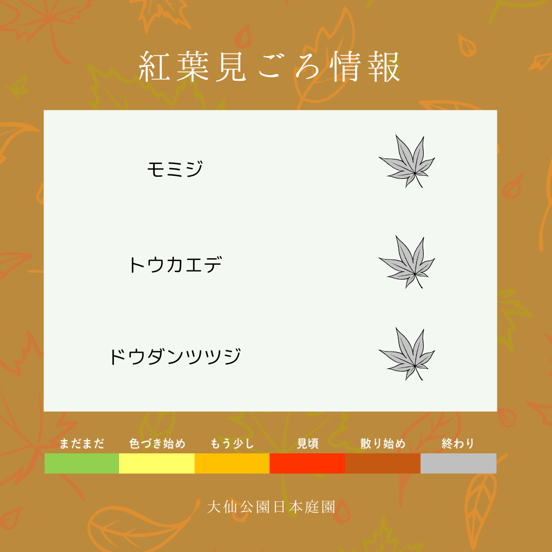 紅葉見ごろ情報のお知らせ | 大仙公園日本庭園