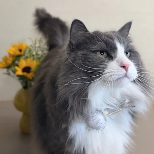 Creative catの"ひまわり"が３歳になりました。よく寝てよく食べ元気です。