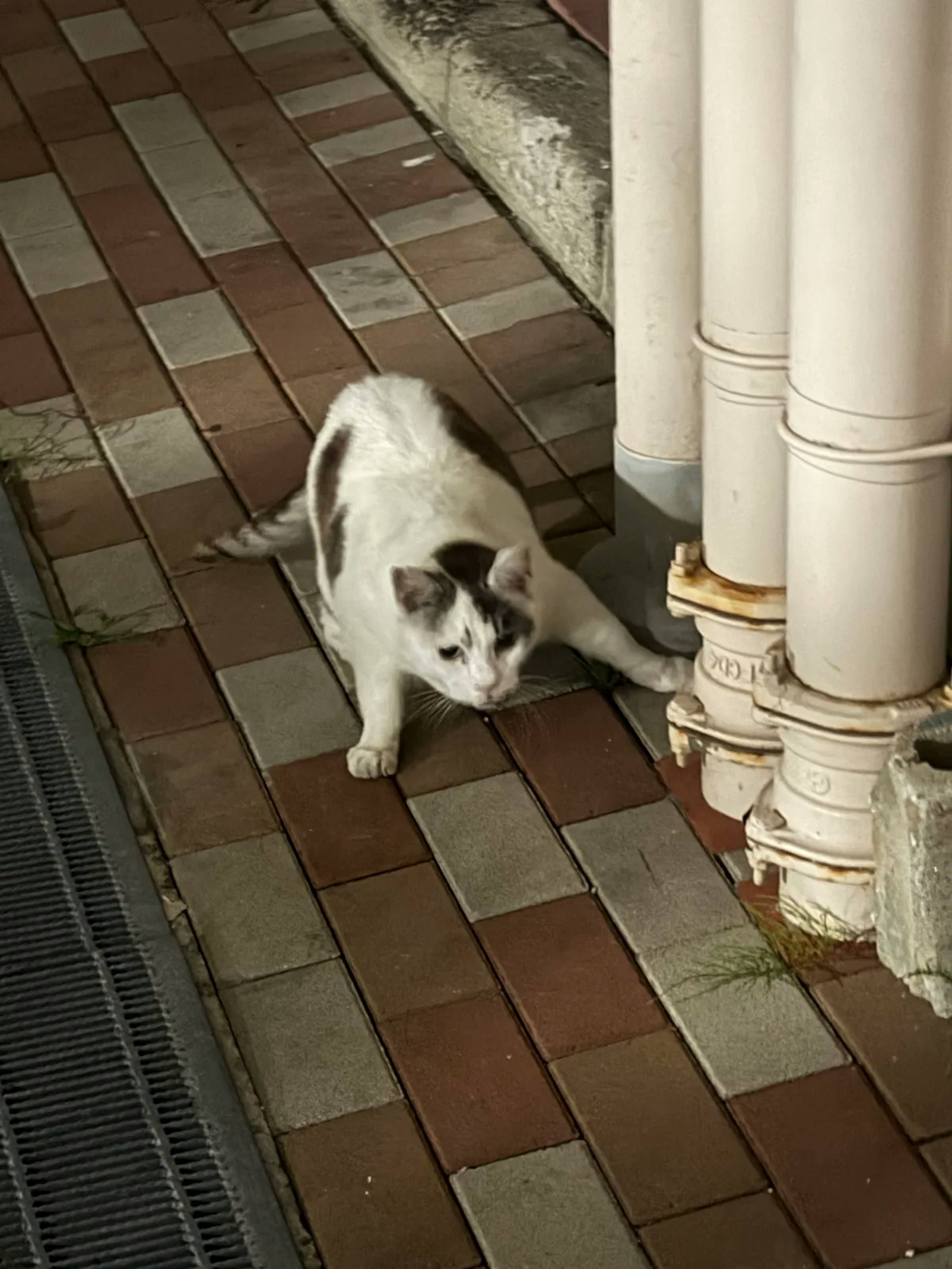 通路にいる白黒の猫