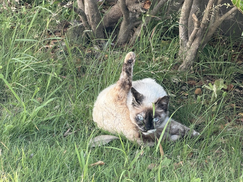 片足を上げて毛繕いをする猫
