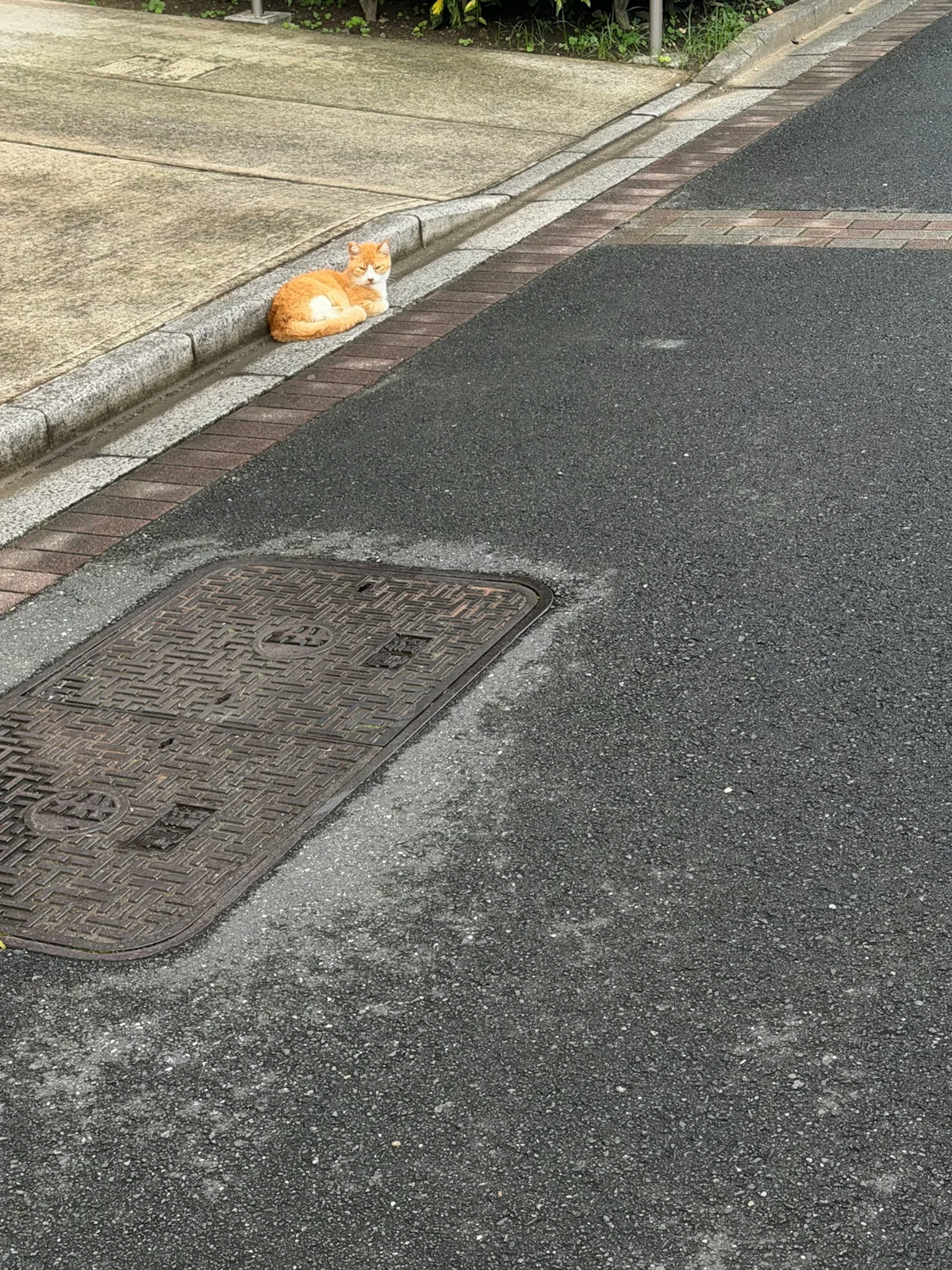道端で休む猫