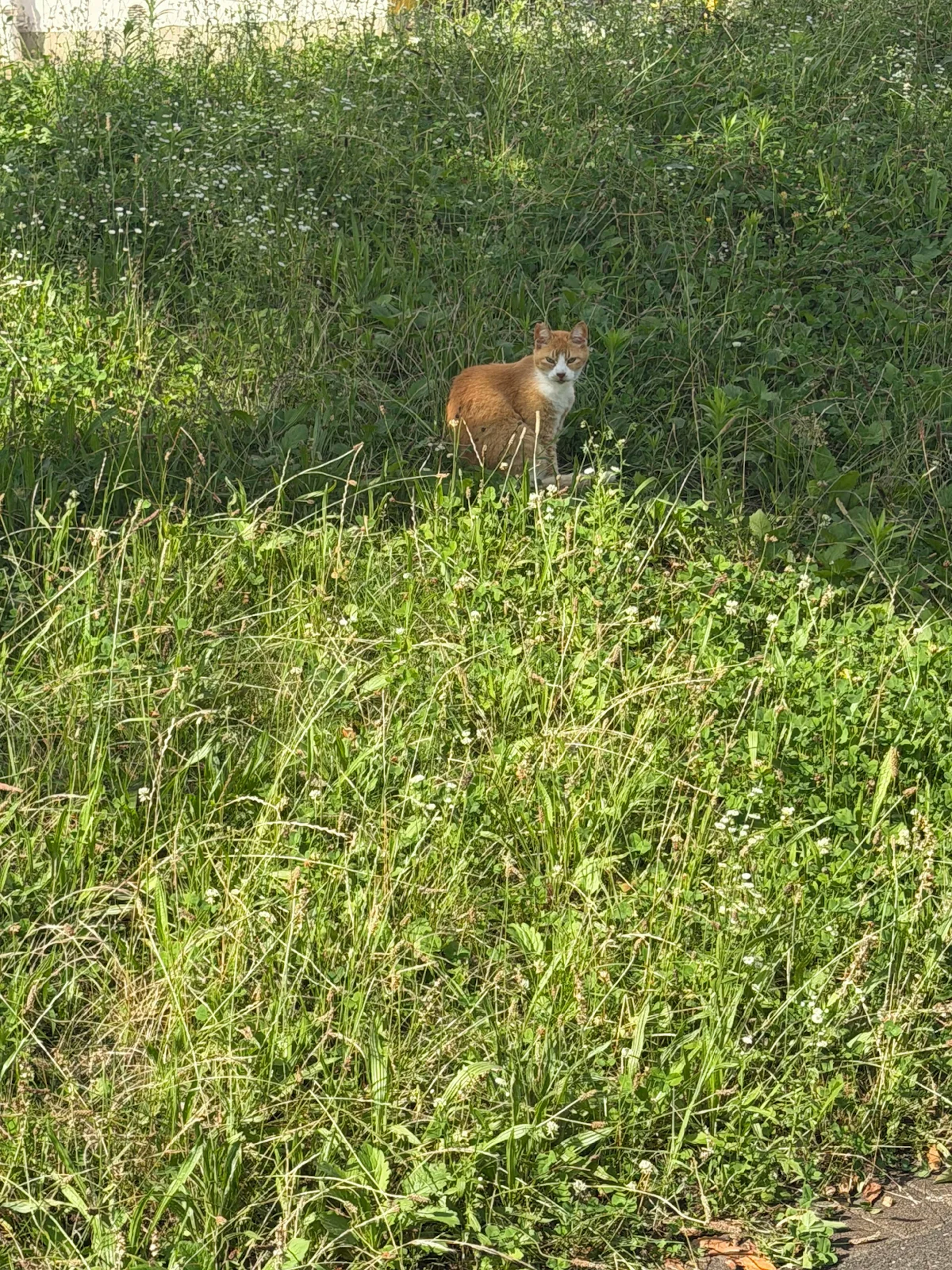 草むらにいる猫